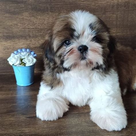 shih tzu for sale|shih tzu puppies for sale near me craigslist.